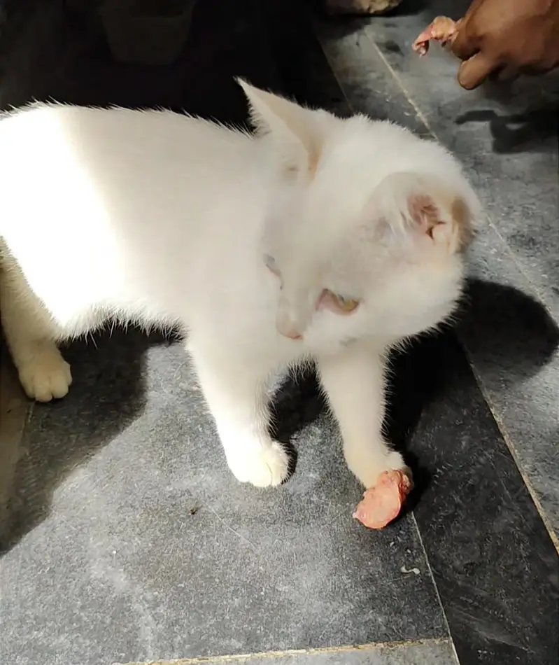 cat for sell — photo 6