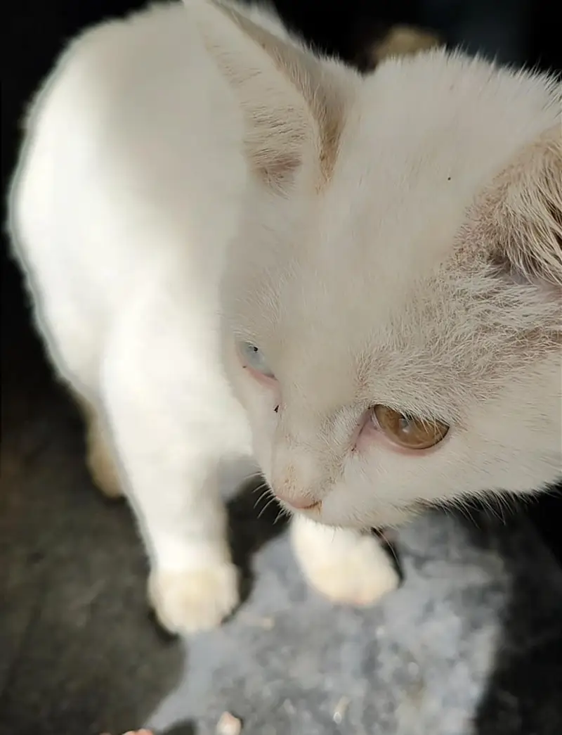 cat for sell — photo 7