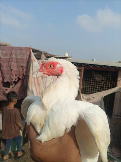 Heera murgi or Thai patha for sale