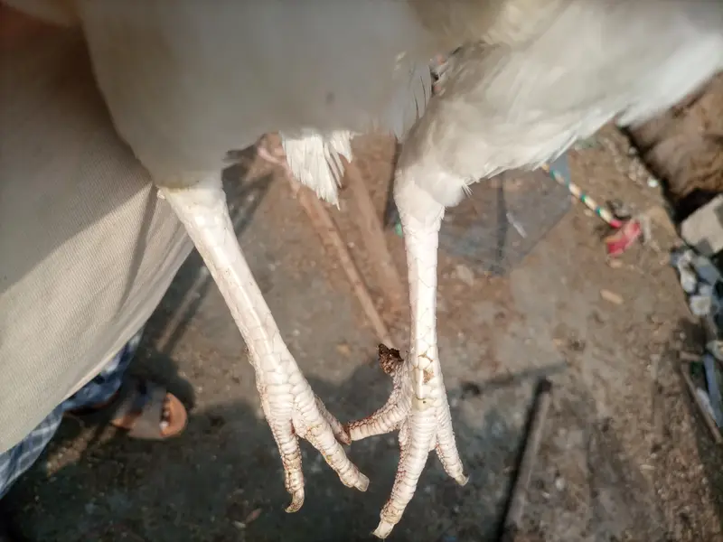 Heera murgi or Thai patha for sale — photo 4
