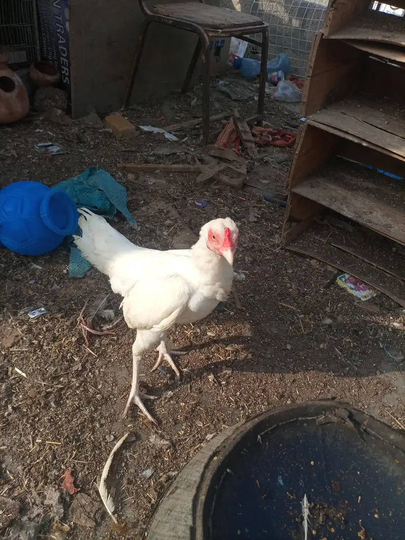 Heera murgi or Thai patha for sale — photo 5