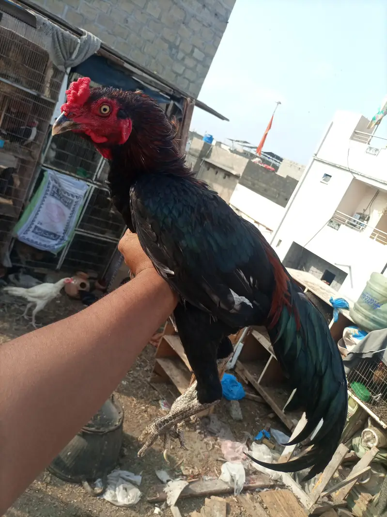 Heera murgi or Thai patha for sale — photo 11