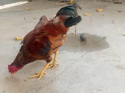 murga for sale . . bohut ha acha  ha or. weight be acha ha