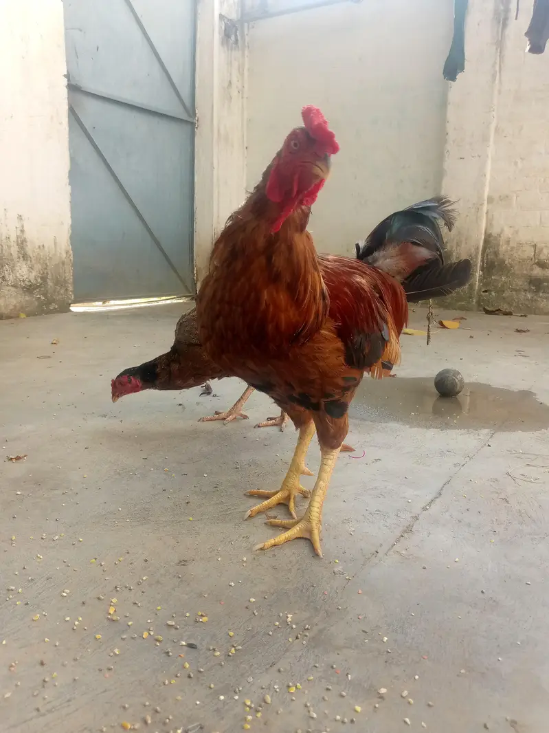 murga for sale . . bohut ha acha  ha or. weight be acha ha — photo 2