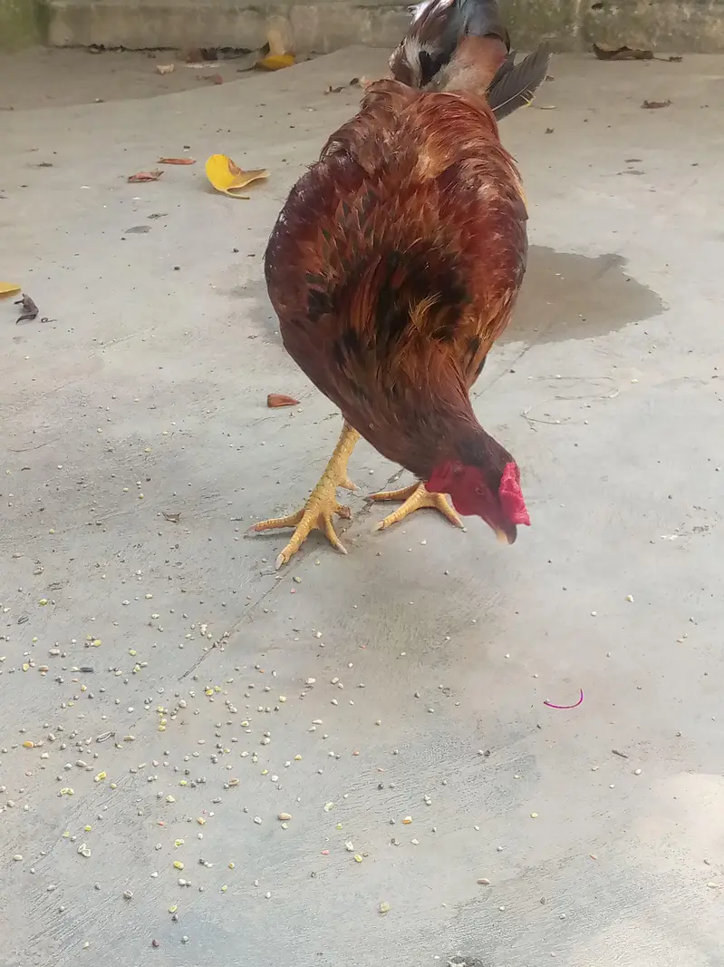 murga for sale . . bohut ha acha  ha or. weight be acha ha — photo 3