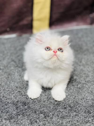 Cash on delivery parshion punch face kitten and cats