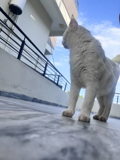 Beautiful White Cat for Adoption 