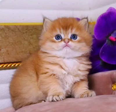 Cat | kittens | Persian | Male | Female | Pair |Wtsp me 0348=OI63=Ö63