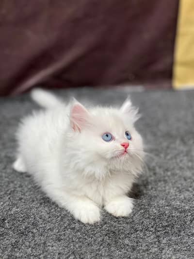 Cash on delivery parshion punch face kitten and cats