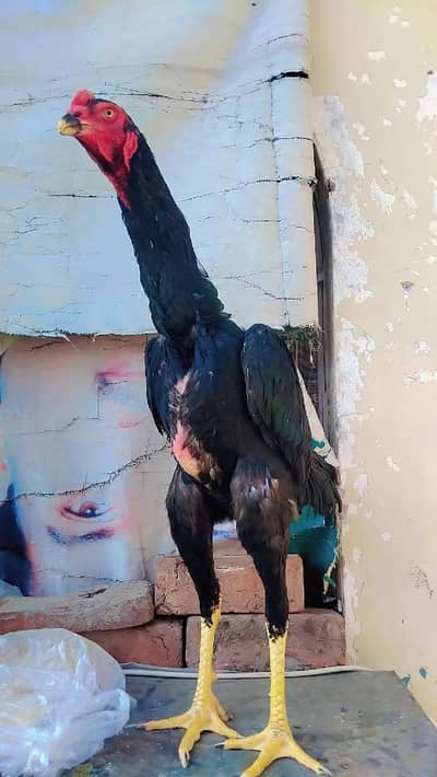 Black German O-Shamo male| pure aseel shamo _quality aseel
