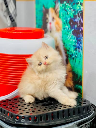 Cash on delivery parshion punch face kitten and cats