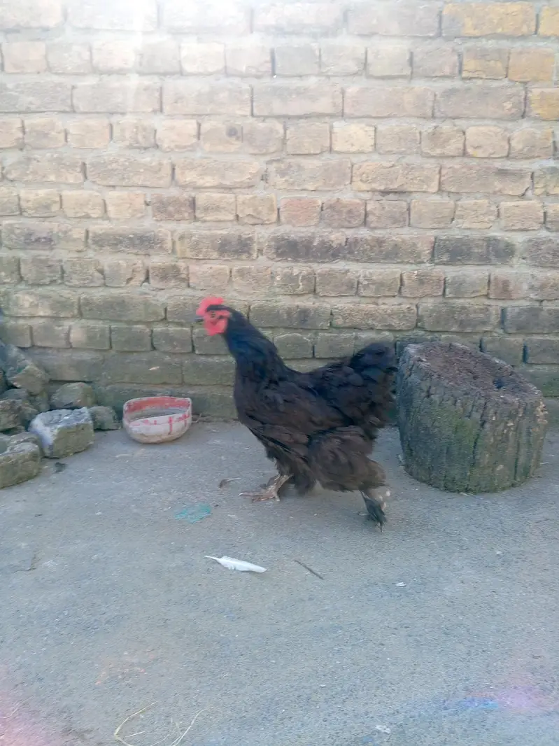 Buf Morgi bara kad wali — photo 5
