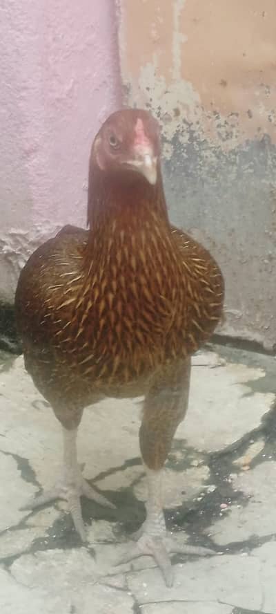 Aseel Pair for Sale