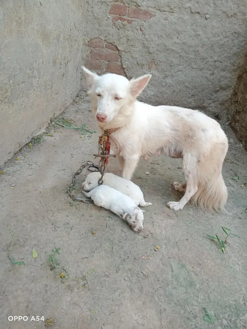 Pink Nose zero size. Healthy and Active — photo 4