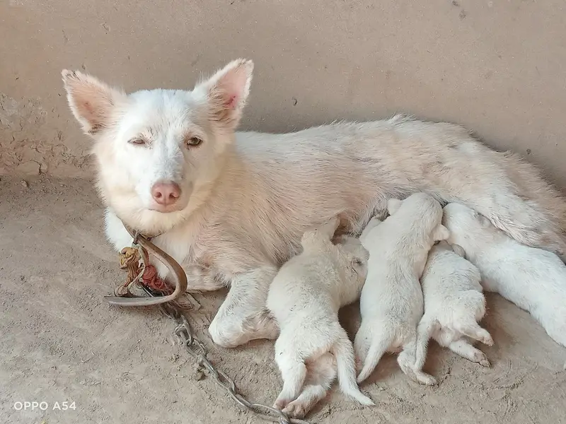 Pink Nose zero size. Healthy and Active — photo 8