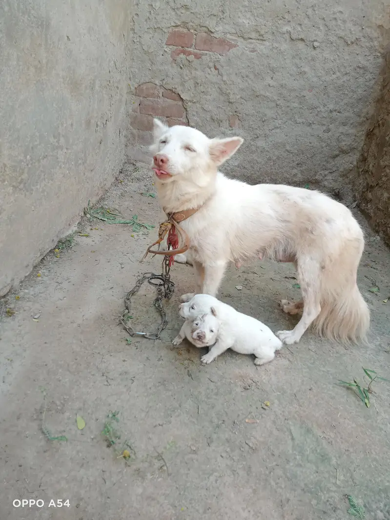 Pink Nose zero size. Healthy and Active — photo 10