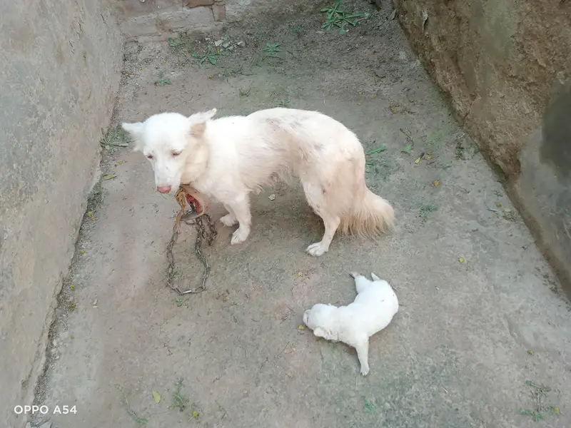 Pink Nose zero size. Healthy and Active — photo 12