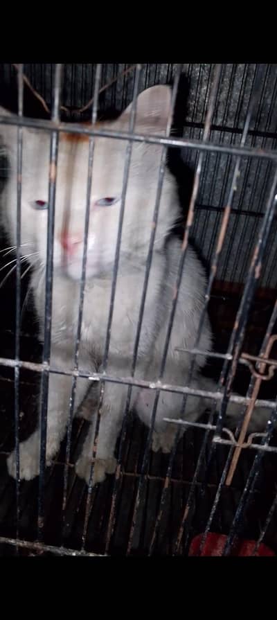 white cat for sale