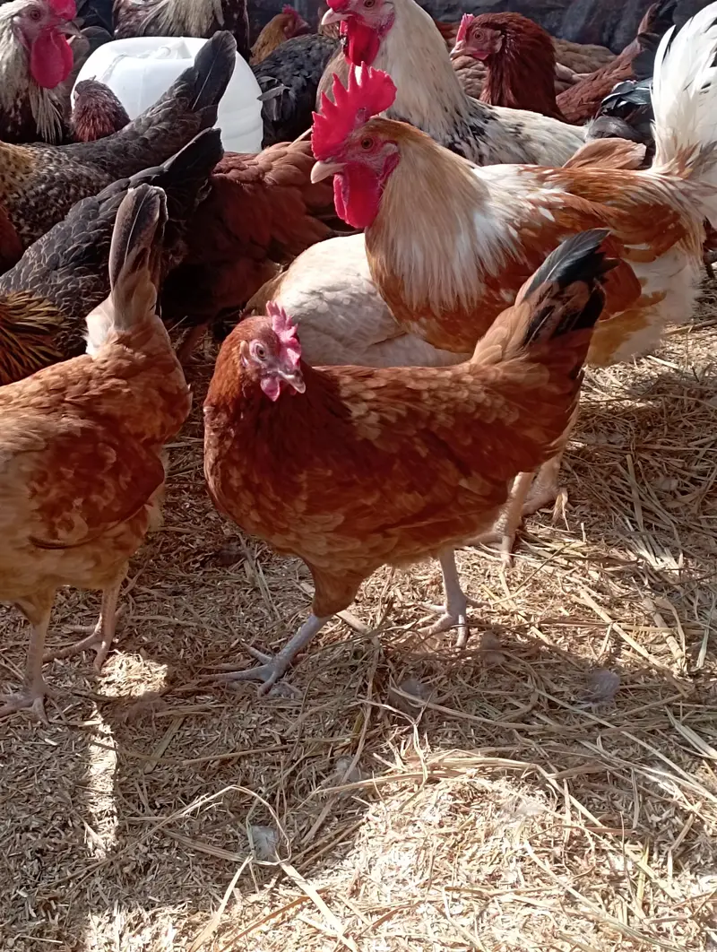 Desi Murgian Eggs Wali — photo 2
