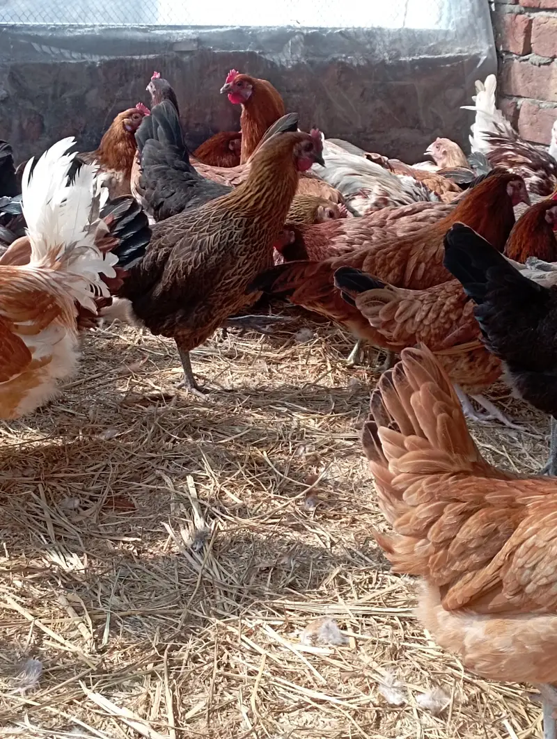 Desi Murgian Eggs Wali — photo 3