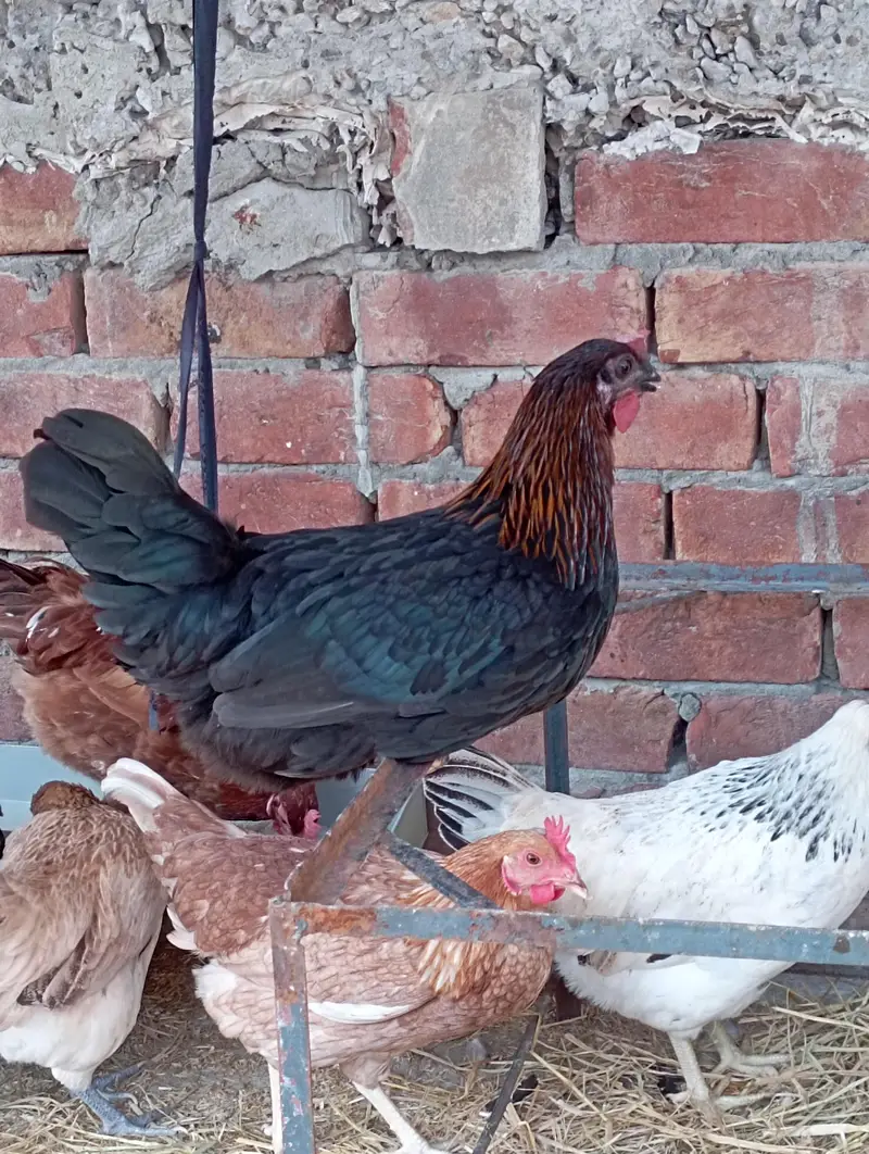 Desi Murgian Eggs Wali — photo 6