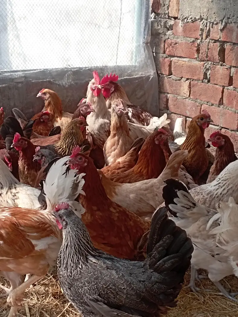 Desi Murgian Eggs Wali — photo 9
