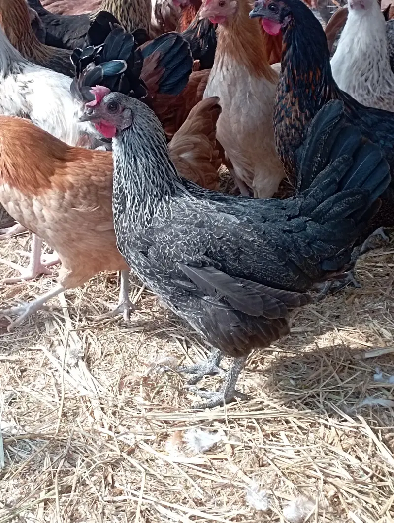 Desi Murgian Eggs Wali — photo 10