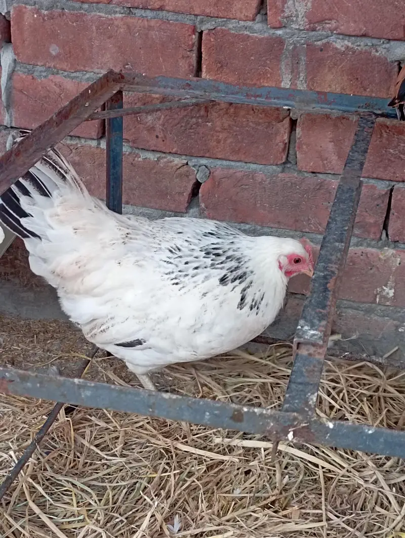 Desi Murgian Eggs Wali — photo 11