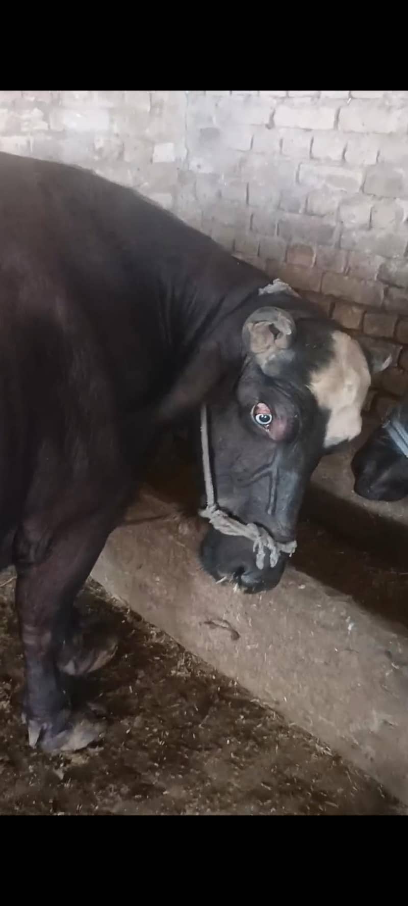 بھینس برائے فروخت 2