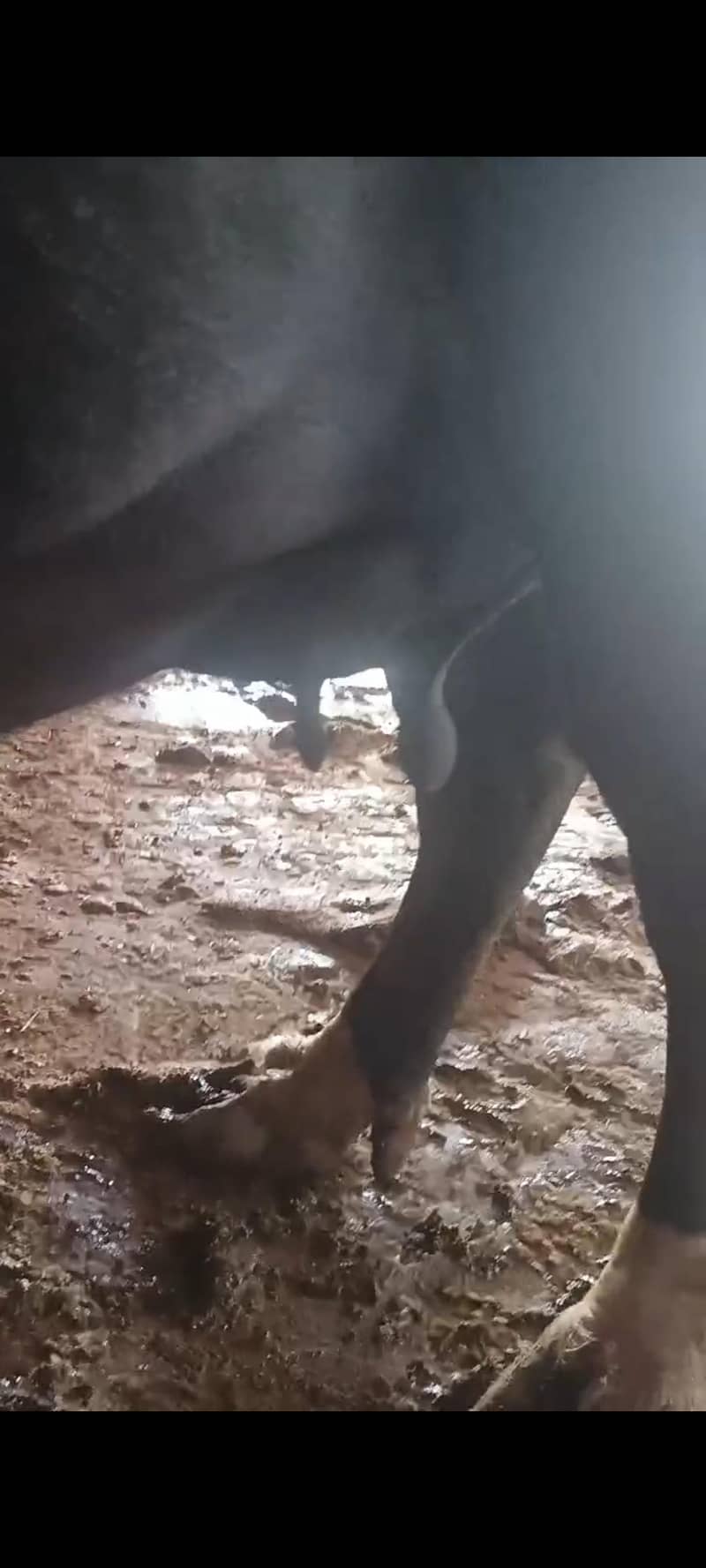 بھینس برائے فروخت 3