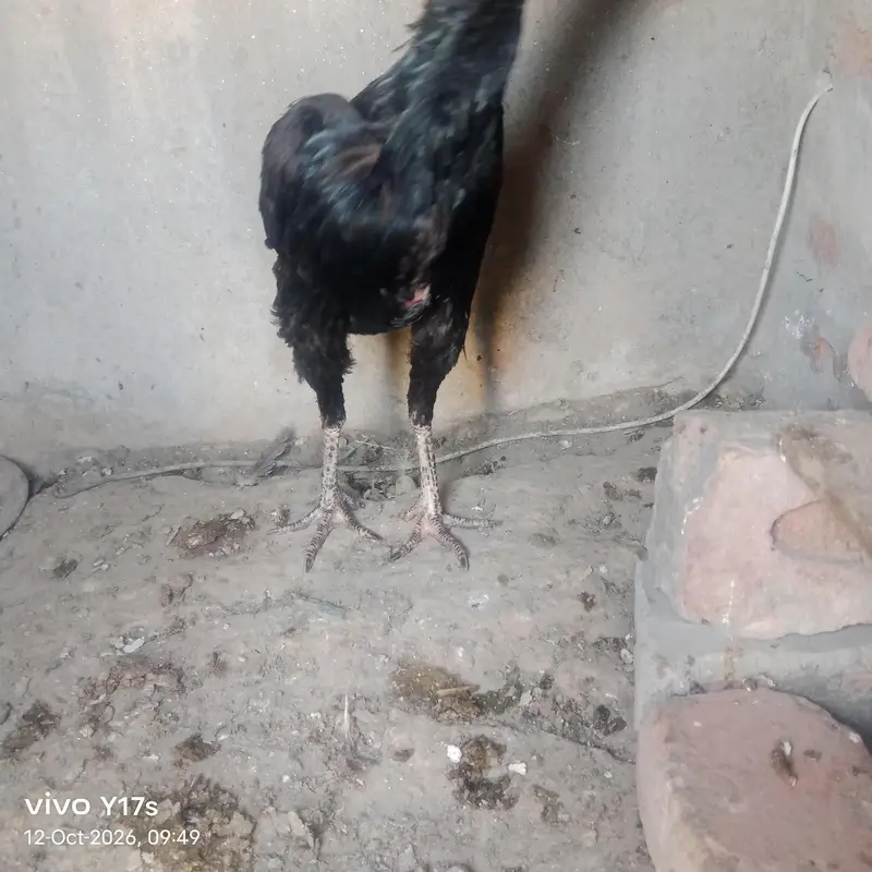 بہترین کوالٹی کی ولائتی کراس مادی — photo 2