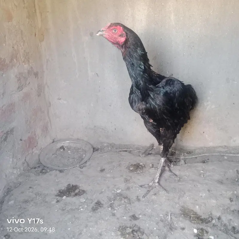 بہترین کوالٹی کی ولائتی کراس مادی — photo 3