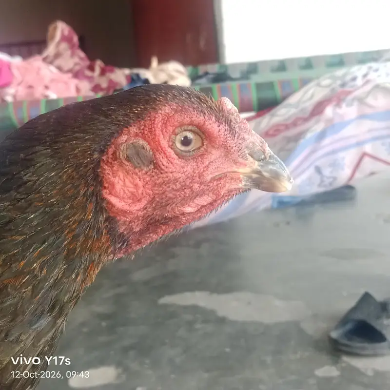 بہترین کوالٹی کی ولائتی کراس مادی — photo 4