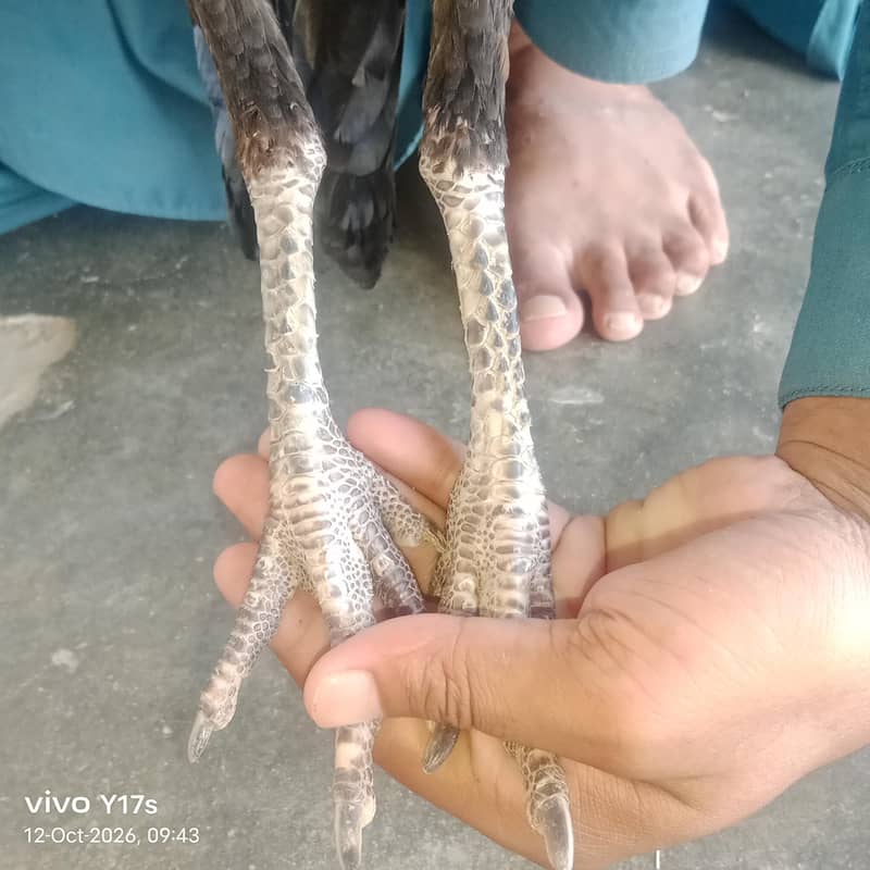 بہترین کوالٹی کی ولائتی کراس مادی 4