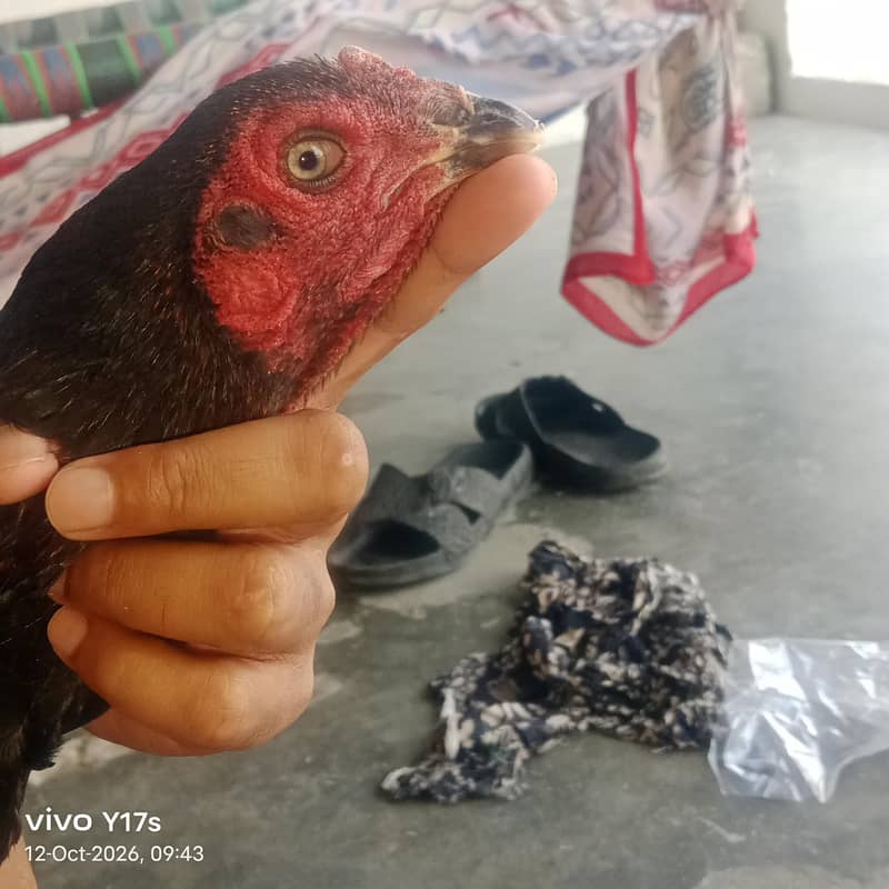 بہترین کوالٹی کی ولائتی کراس مادی 5