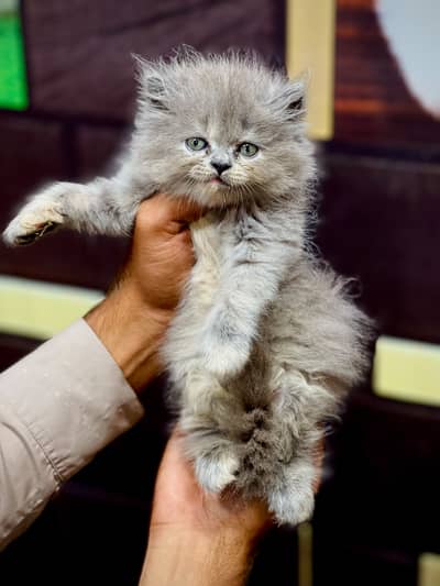 Cash on delivery parshion punch face kitten and cats