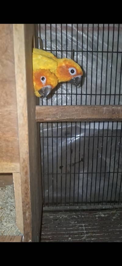 Sun Conure Breeder 03132738282 WhatsApp number