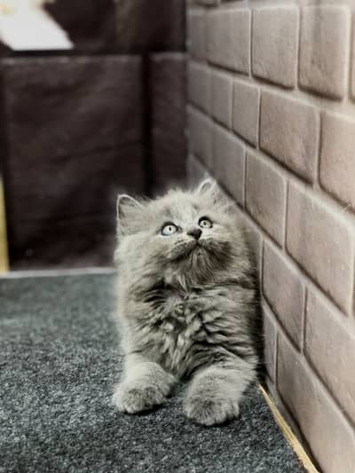 Cash on delivery parshion punch face kitten and cats