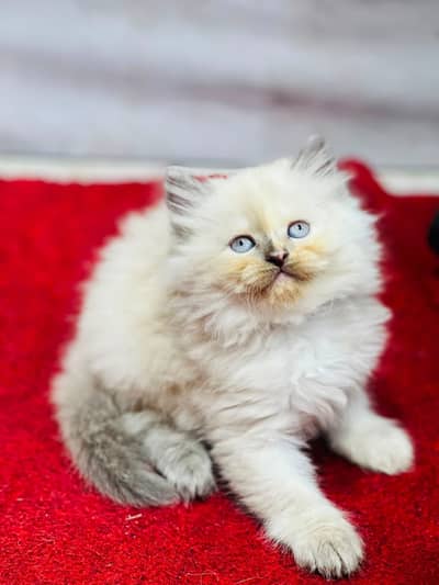 Cash on delivery parshion punch face kitten and cats