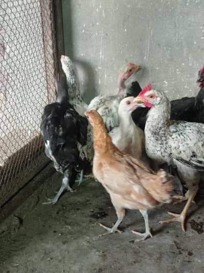 Golden Misre pathiyan for sale