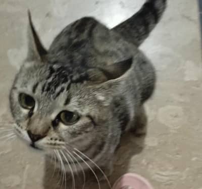stray cat for donation with her 4 kittens