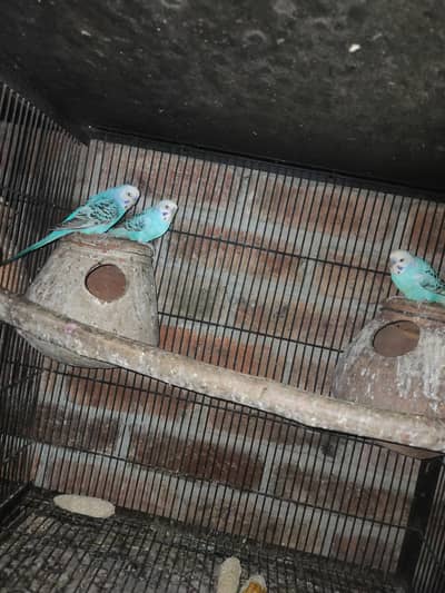 Australian breeder pair or pathy pathya