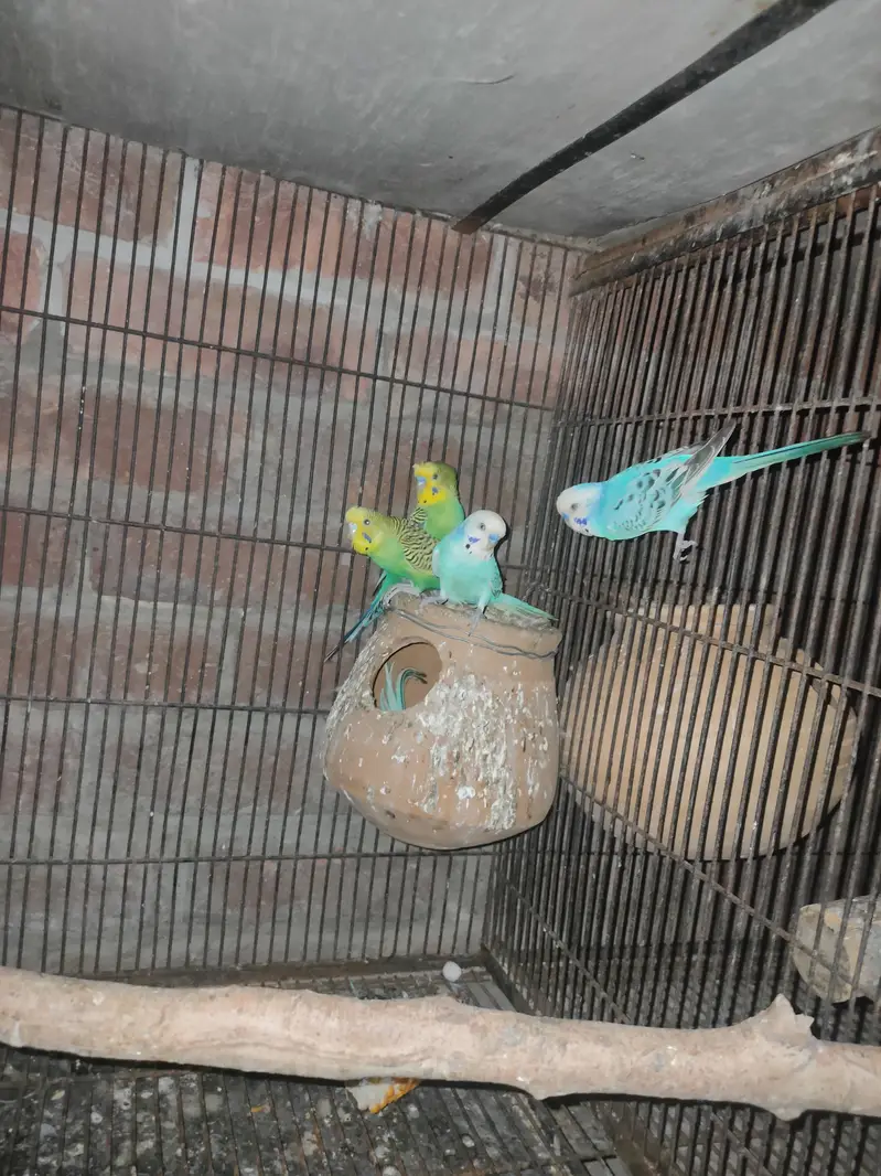 Australian breeder pair or pathy pathya — photo 2