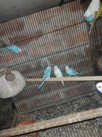 Australian breeder pair or pathy pathya