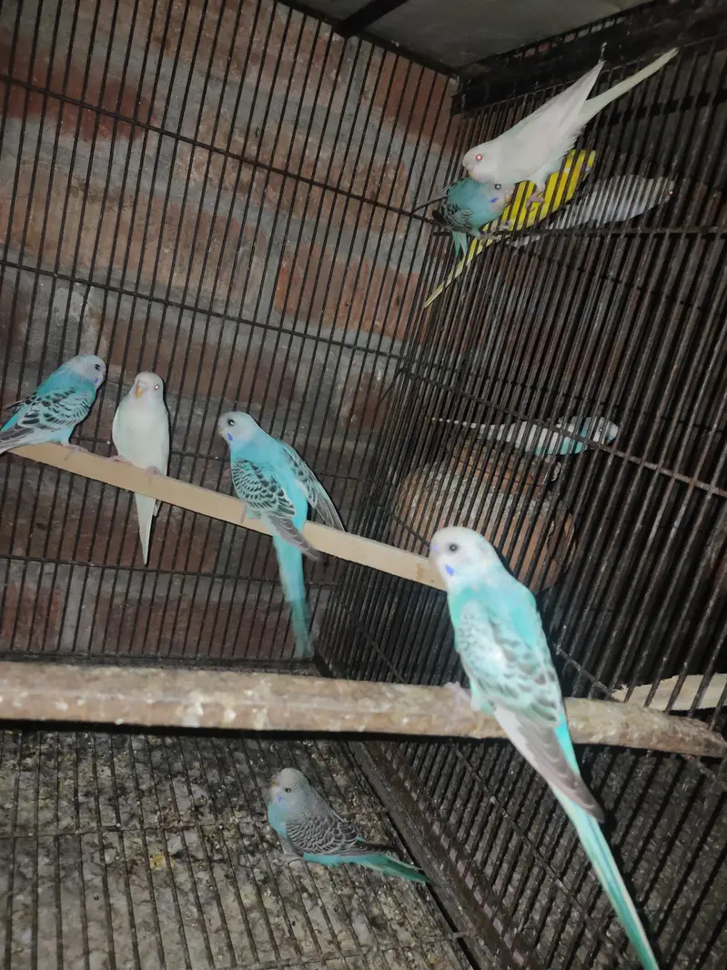 Australian breeder pair or pathy pathya — photo 4