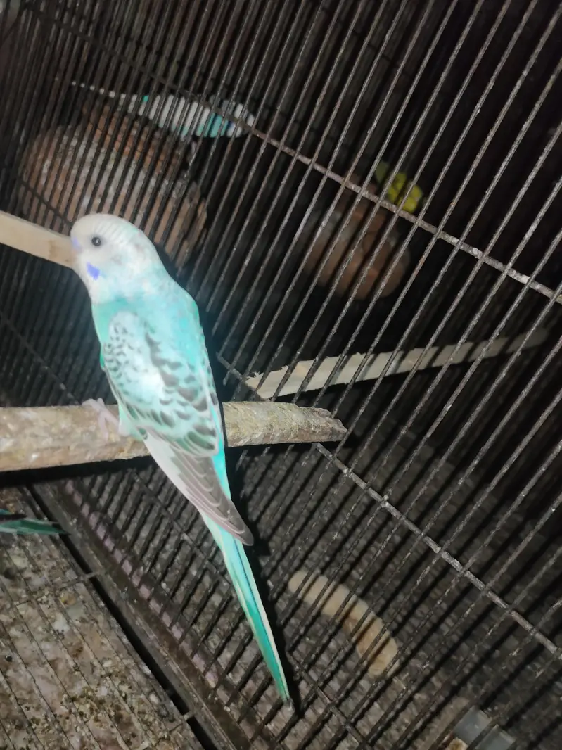 Australian breeder pair or pathy pathya — photo 5