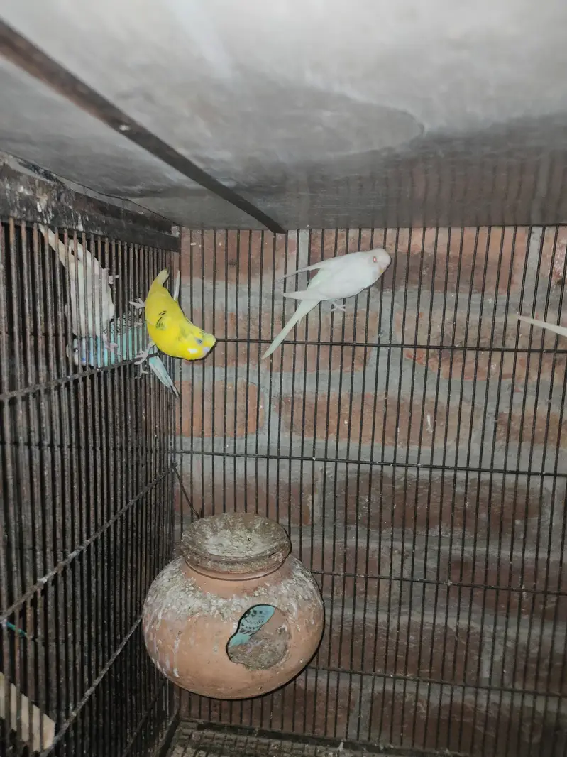 Australian breeder pair or pathy pathya — photo 7