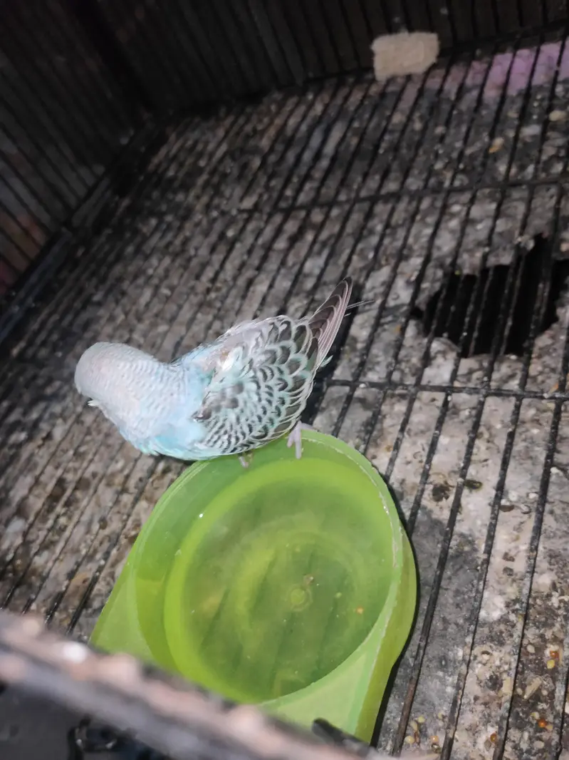 Australian breeder pair or pathy pathya — photo 8