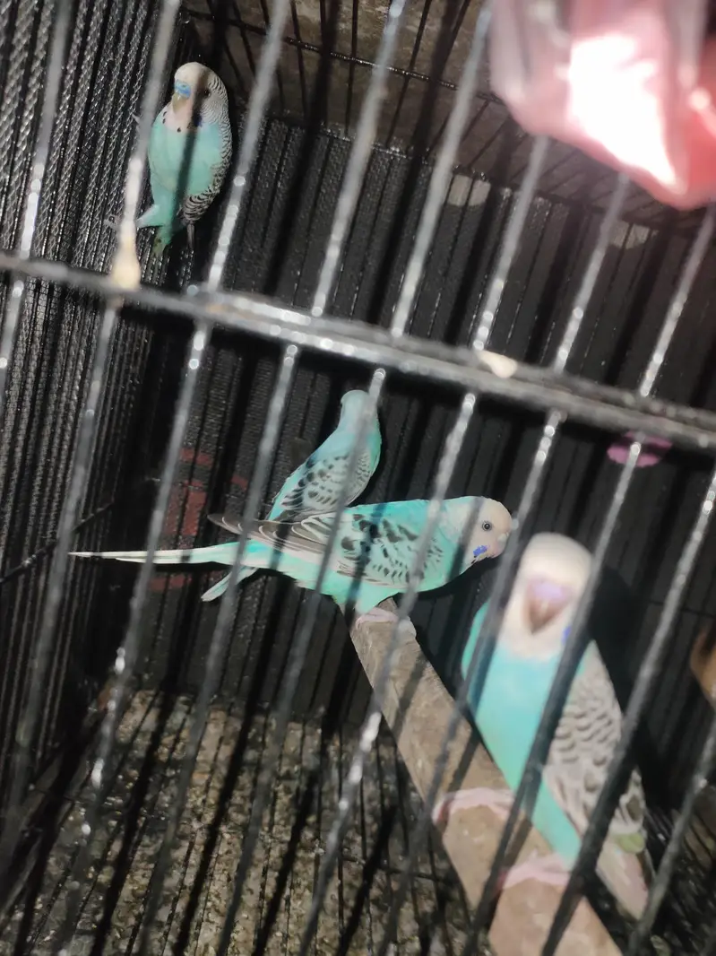Australian breeder pair or pathy pathya — photo 9