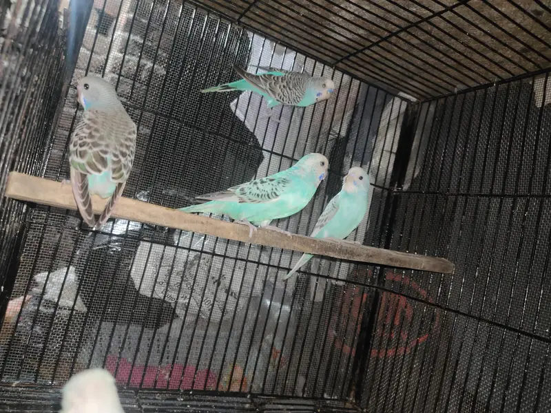 Australian breeder pair or pathy pathya — photo 10